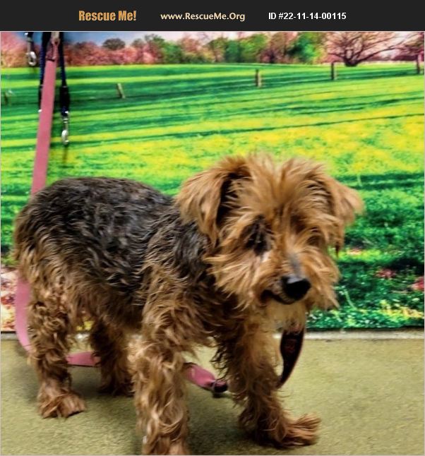 ADOPT 22111400115 ~ Yorkie Rescue ~ Moreno Valley, CA
