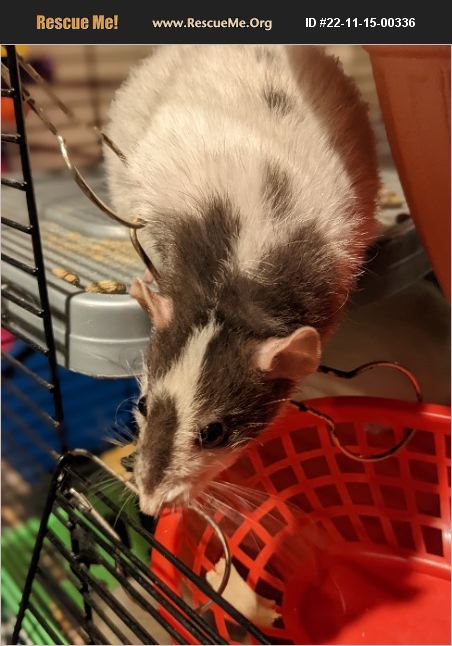 Small Creature Rescues ADOPT 22111500336 ~ Small Mammal Rescue ~ Ceresco, MI
