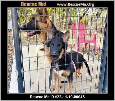 - New Jersey German Shepherd Rescue - ADOPTIONS - Rescue Me!