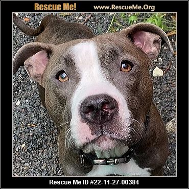 - Massachusetts Pit Bull Rescue - ADOPTIONS - Rescue Me!