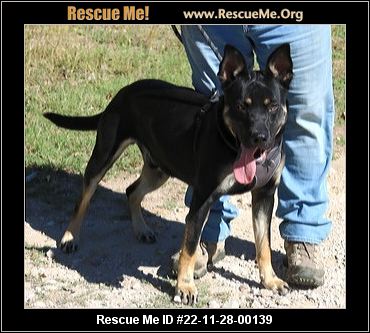 - Texas Rottweiler Rescue - ADOPTIONS - Rescue Me!