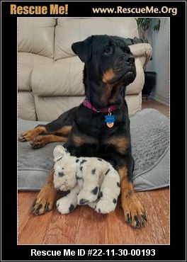 - Texas Rottweiler Rescue - ADOPTIONS - Rescue Me!