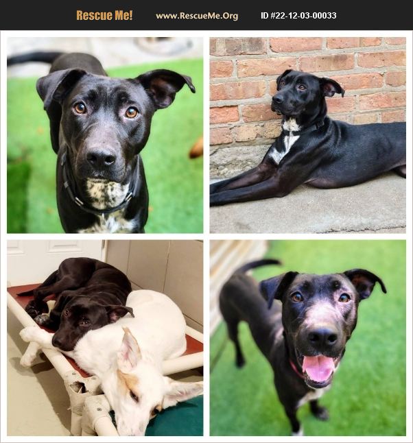 ADOPT 22120300033 ~ Lab Rescue ~ Chicago, IL