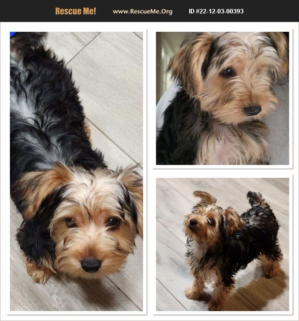 ADOPT 22120300393 ~ Yorkie Rescue ~ HESPERIA, CA