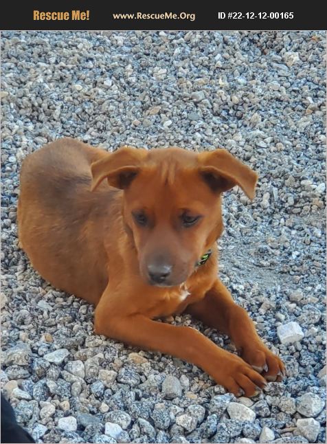 ADOPT 22121200165 ~ Lab Rescue ~ Bullhead City, AZ