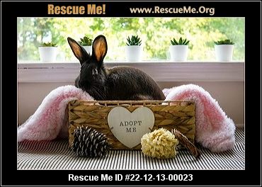 - Alabama Rabbit Rescue - ADOPTIONS - Rescue Me!