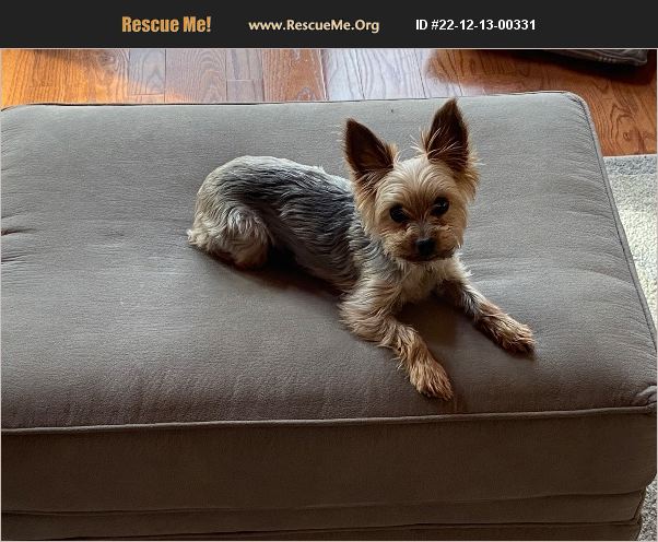 ADOPT 22121300331 ~ Yorkie Rescue ~ Waterloo, IL