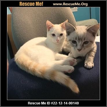 - California Siamese Rescue - ADOPTIONS - Rescue Me!