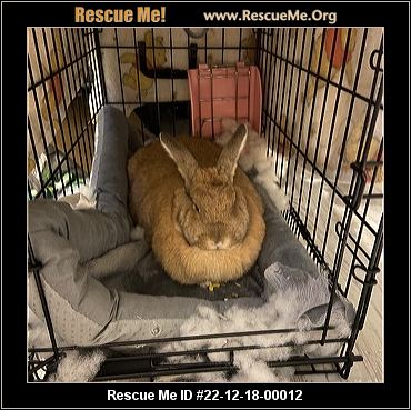 - Alabama Rabbit Rescue - ADOPTIONS - Rescue Me!