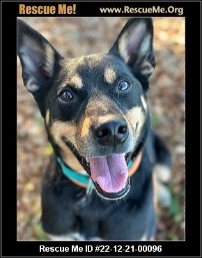 - California Australian Kelpie Rescue - ADOPTIONS - Rescue Me!