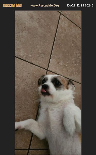 ADOPT 22122100243 ~ Chihuahua Rescue ~ Wilmington, NC