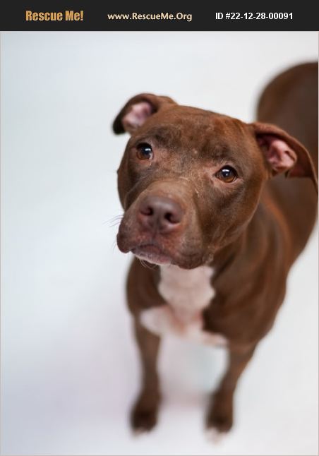 ADOPT 22122800091 ~ Pit Bull Rescue ~ Dayton, OH