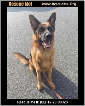 - New Jersey German Shepherd Rescue - ADOPTIONS - Rescue Me!