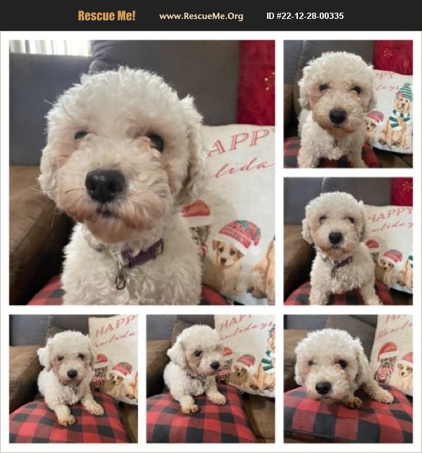 ADOPT 22122800335 ~ Bichon Frise Rescue ~ Miami, OK