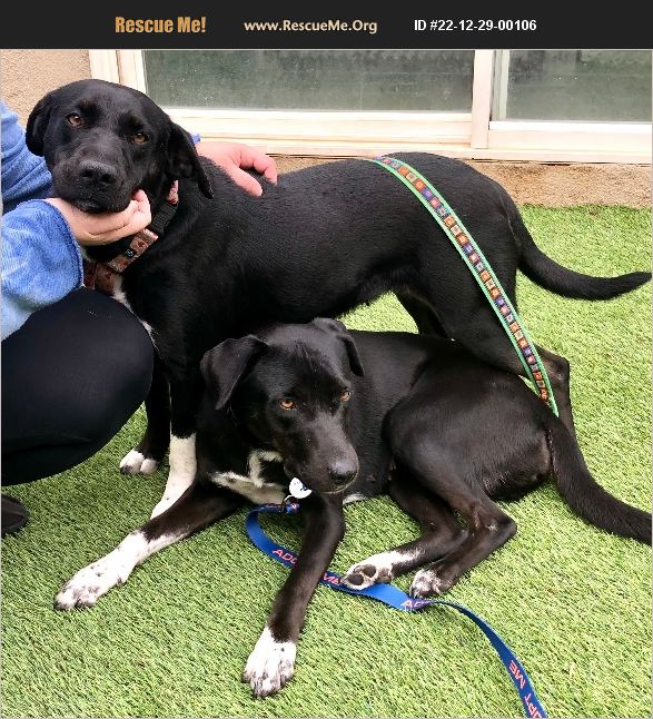 ADOPT 22122900106 ~ Lab Rescue ~ Scottsdale, AZ