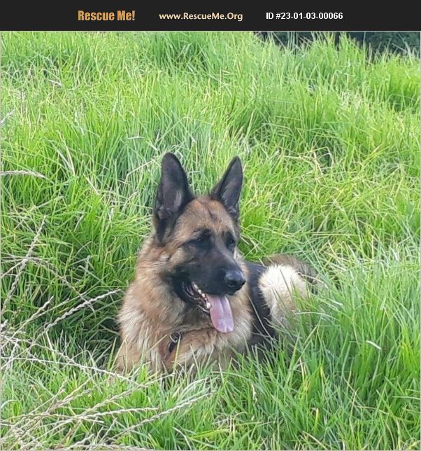 ADOPT 23010300066 ~ German Shepherd Rescue ~ Cape town, South Africa