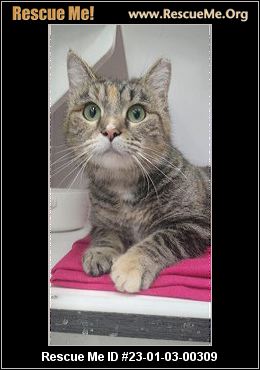 - Ohio Cat Rescue - ADOPTIONS - Rescue Me!