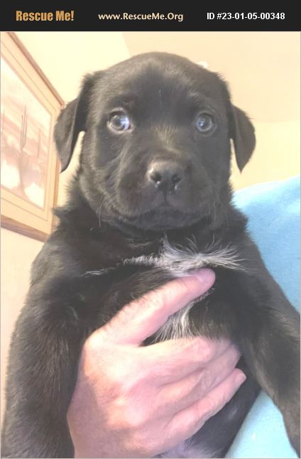 ADOPT 23010500348 ~ Lab Rescue ~ Cave Creek, AZ