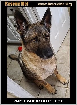 - Georgia German Shepherd Rescue - ADOPTIONS - Rescue Me!