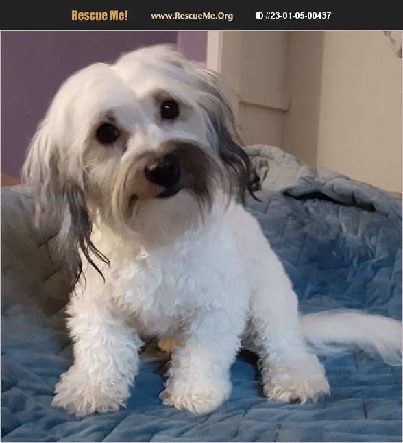 ADOPT 23010500437 ~ Havanese Rescue ~ Portsmouth, OH