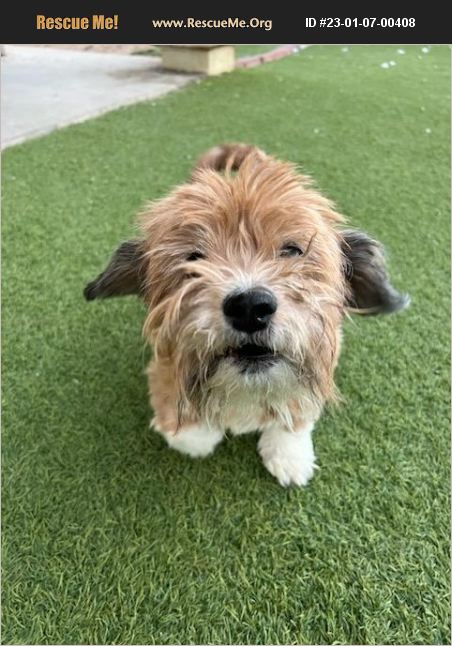 ADOPT 23010700408 ~ Lhasa Apso Rescue ~ phoenix, AZ