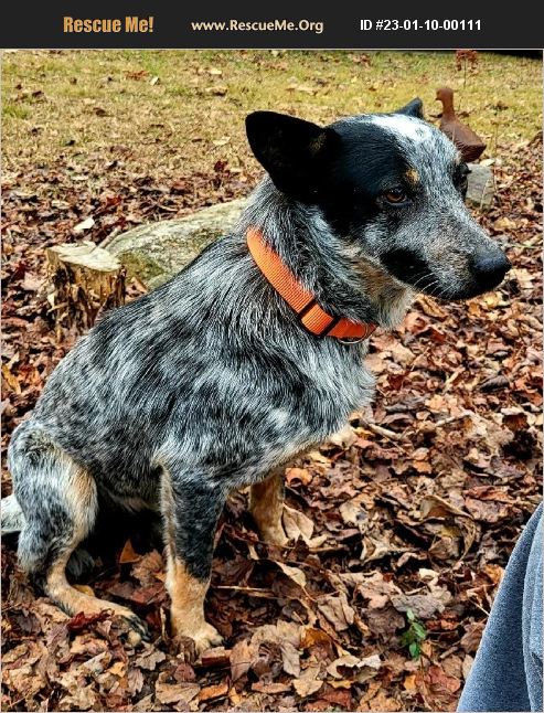 ADOPT 23011000111 ~ Australian Cattle Dog Rescue ~ Baldwin, GA