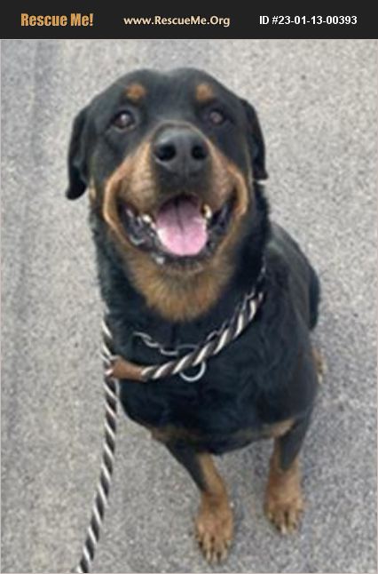 ADOPT 23011300393 ~ Rottweiler Rescue ~ Casa Grande, AZ