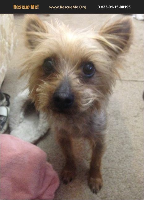 ADOPT 23011500195 ~ Silky Terrier Rescue ~ Fair Oaks, CA