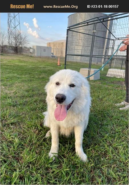 ADOPT 23011800157 ~ Great Pyrenees Rescue ~ Sachse, TX