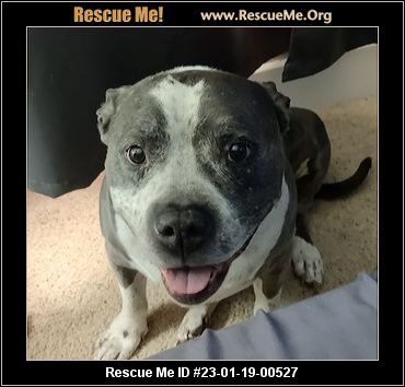 - Montana Dog Rescue - ADOPTIONS - Rescue Me!