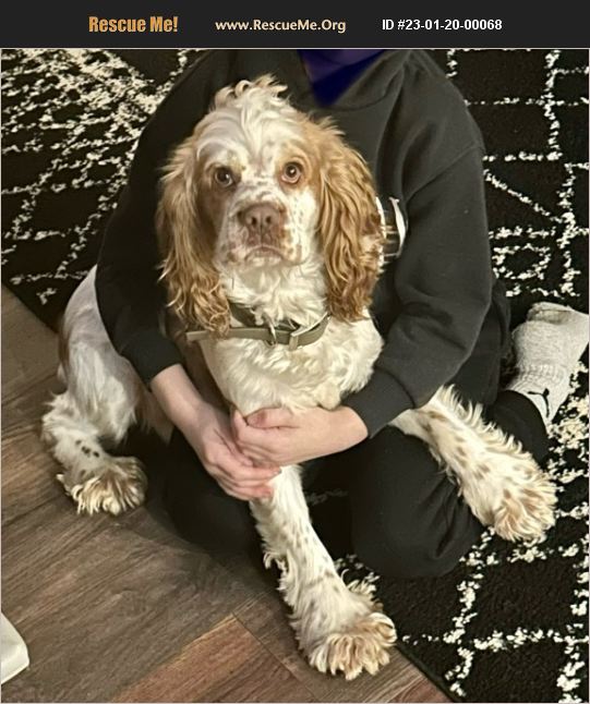 ADOPT 23012000068 ~ Cocker Spaniel Rescue ~ Cape Coral, FL