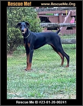 - Pennsylvania Doberman Pinscher Rescue - ADOPTIONS - Rescue Me!