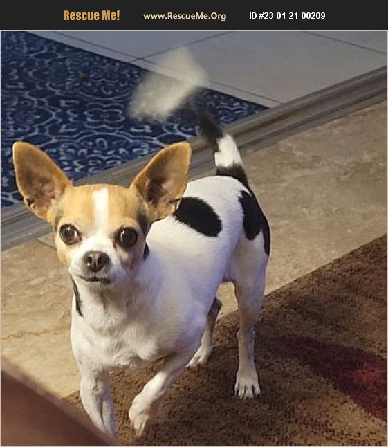 Adopt 23012100209 chihuahua rescue new port richey fl
