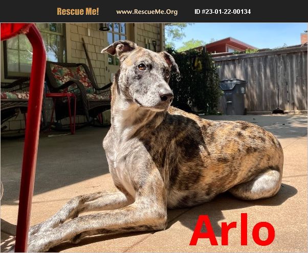 Wichita Rescue ADOPT 23012200134 ~ Catahoula Rescue ~ Wichita Falls, TX