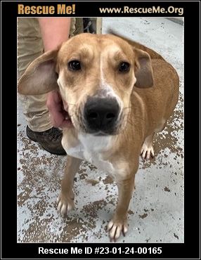 - Tennessee Basset Hound Rescue - ADOPTIONS - Rescue Me!