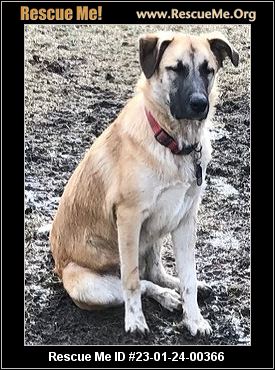 Wisconsin Rescue Dogs - Wisconsin Dog Rescue - ADOPTIONS - Rescue Me!