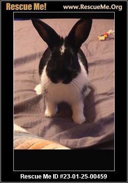 - Pennsylvania Rabbit Rescue - ADOPTIONS - Rescue Me!