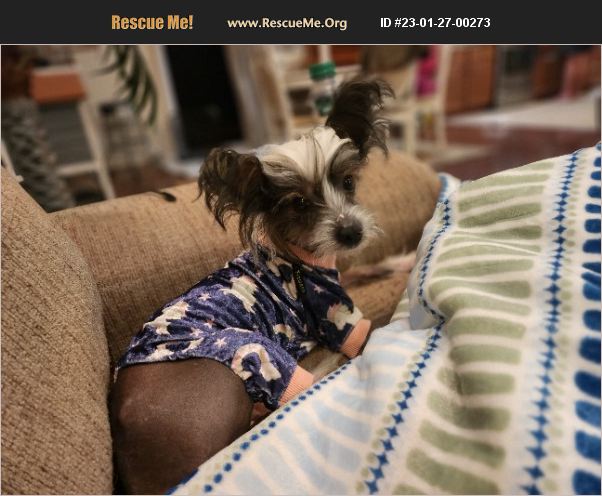 ADOPT 23012700273 ~ Chinese Crested Rescue ~ Wilmington, NC
