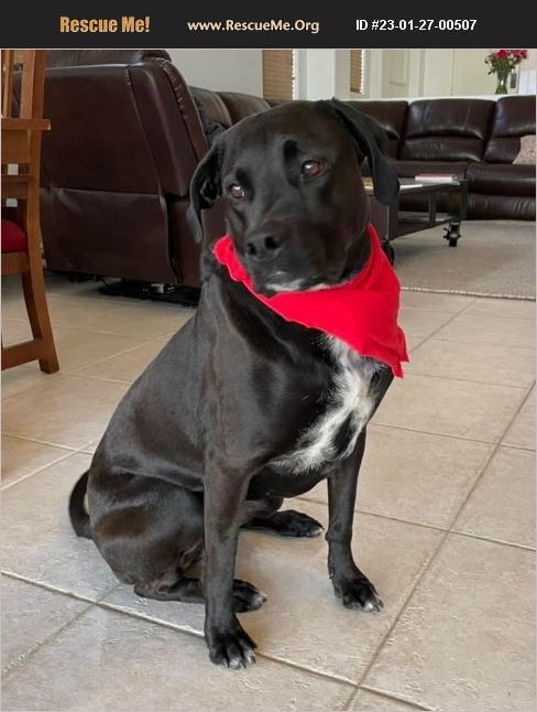 ADOPT 23012700507 ~ Lab Rescue ~ phoenix, AZ