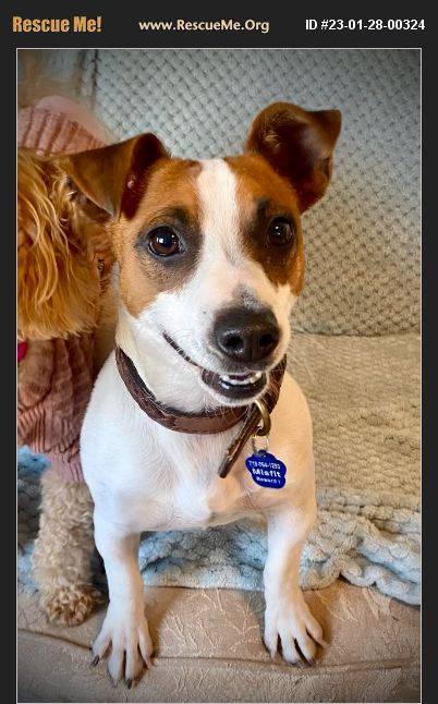 ADOPT 23012800324 ~ Jack Russell Rescue ~ Penrose, CO