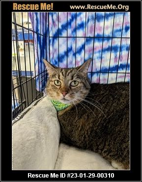 - Maryland Cat Rescue - ADOPTIONS - Rescue Me!