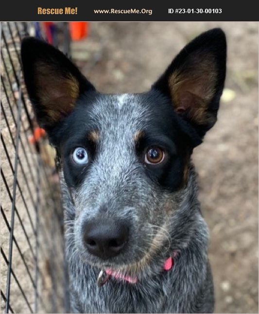 ADOPT 23013000103 ~ Australian Cattle Dog Rescue ~ , FL