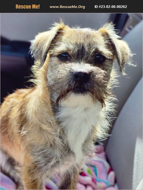 ADOPT 23020600262 ~ Border Terrier Rescue ~ Bakersfield, CA