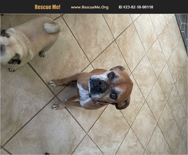 ADOPT 23021000118 ~ Boxer Rescue ~ Las Vegas, NV