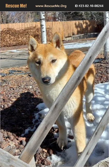 ADOPT 23021000244 ~ Shiba Inu Rescue ~ Parker, CO