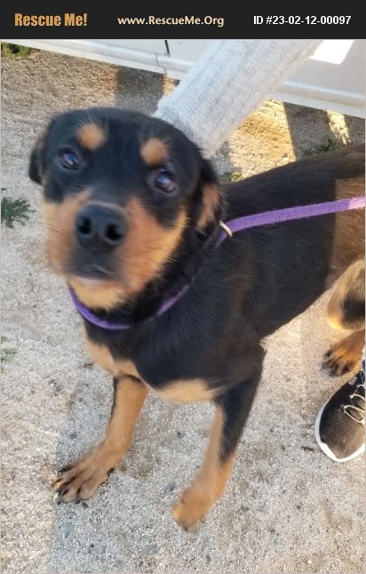 ADOPT 23021200097 ~ Rottweiler Rescue ~ Seattle, WA