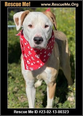 - Arizona Lab Rescue - ADOPTIONS - Rescue Me!