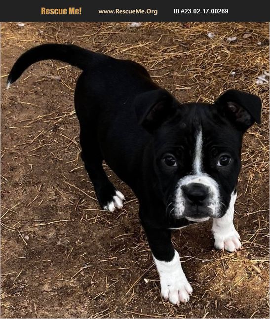 ADOPT 23021700269 ~ Boston Terrier Rescue ~ Oklahoma City, OK