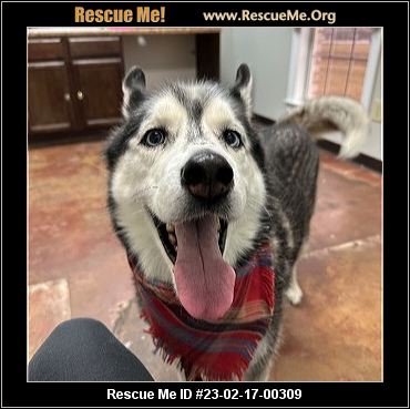 - Mississippi Siberian Husky Rescue - ADOPTIONS - Rescue Me!