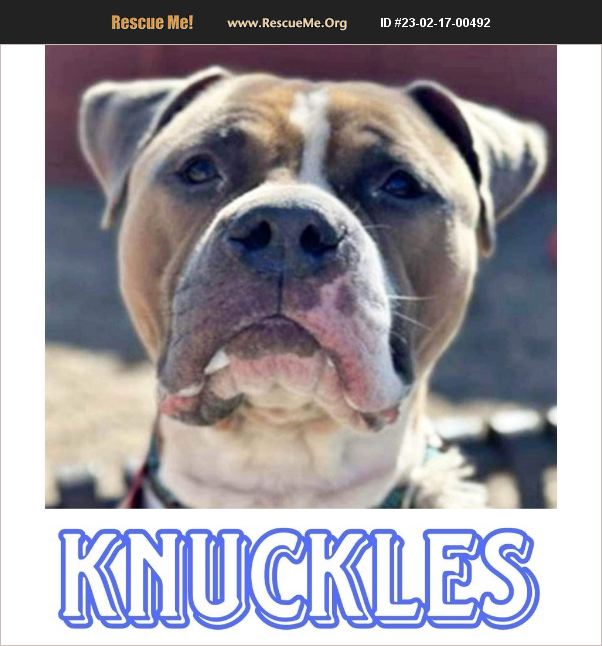 Bull Rescue Robot ADOPT 23021700492 ~ Pit Bull Rescue ~ Surprise, AZ